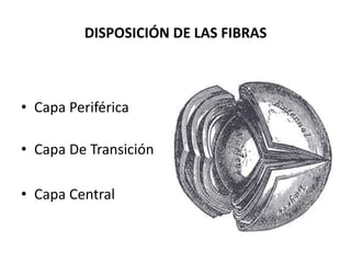 DISPOSICIÓN DE LAS FIBRAS
• Capa Periférica
• Capa De Transición
• Capa Central
 