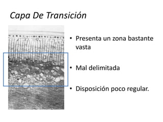 Capa De Transición
• Presenta un zona bastante
vasta
• Mal delimitada
• Disposición poco regular.
 