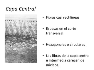 Capa Central
• Fibras casi rectilíneas
• Espesas en el corte
transversal
• Hexagonales o circulares
• Las fibras de la capa central
e intermedia carecen de
núcleos.
 