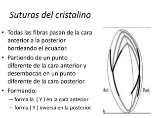 Suturas del cristalino
• Todas las fibras pasan de la cara
anterior a la posterior
bordeando el ecuador.
• Partiendo de un punto
diferente de la cara anterior y
desembocan en un punto
diferente de la cara posterior.
• Formando:
– forma la ( Y ) en la cara anterior
– forma ( Y ) inversa en la posterior.
 