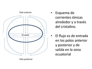 Polo anterior
Polo posterior
Ecuador
• Esquema de
corrientes iónicas
alrededor y a través
del cristalino.
• El flujo es de entrada
en los polos anterior
y posterior y de
salida en la zona
ecuatorial
 