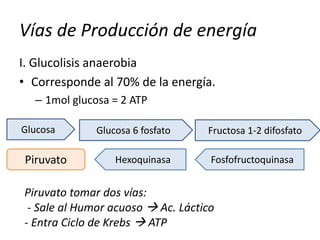 Vías de Producción de energía
I. Glucolisis anaerobia
• Corresponde al 70% de la energía.
– 1mol glucosa = 2 ATP
Glucosa Glucosa 6 fosfato Fructosa 1-2 difosfato
FosfofructoquinasaHexoquinasaPiruvato
Piruvato tomar dos vías:
- Sale al Humor acuoso  Ac. Láctico
- Entra Ciclo de Krebs  ATP
 