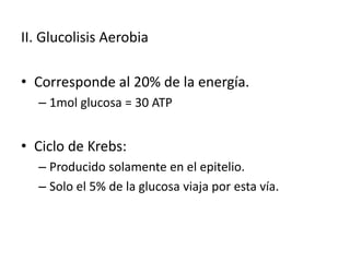 II. Glucolisis Aerobia
• Corresponde al 20% de la energía.
– 1mol glucosa = 30 ATP
• Ciclo de Krebs:
– Producido solamente en el epitelio.
– Solo el 5% de la glucosa viaja por esta vía.
 