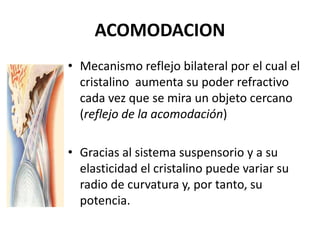 ACOMODACION
• Mecanismo reflejo bilateral por el cual el
cristalino aumenta su poder refractivo
cada vez que se mira un objeto cercano
(reflejo de la acomodación)
• Gracias al sistema suspensorio y a su
elasticidad el cristalino puede variar su
radio de curvatura y, por tanto, su
potencia.
 