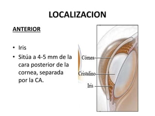LOCALIZACION
ANTERIOR
• Iris
• Sitúa a 4-5 mm de la
cara posterior de la
cornea, separada
por la CA.
 