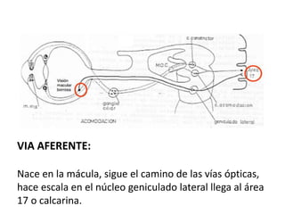 VIA AFERENTE:
Nace en la mácula, sigue el camino de las vías ópticas,
hace escala en el núcleo geniculado lateral llega al área
17 o calcarina.
 