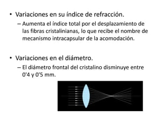 • Variaciones en su índice de refracción.
– Aumenta el índice total por el desplazamiento de
las fibras cristalinianas, lo que recibe el nombre de
mecanismo intracapsular de la acomodación.
• Variaciones en el diámetro.
– El diámetro frontal del cristalino disminuye entre
0'4 y 0'5 mm.
 