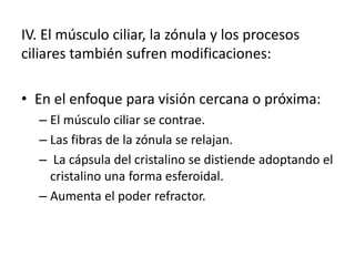 IV. El músculo ciliar, la zónula y los procesos
ciliares también sufren modificaciones:
• En el enfoque para visión cercana o próxima:
– El músculo ciliar se contrae.
– Las fibras de la zónula se relajan.
– La cápsula del cristalino se distiende adoptando el
cristalino una forma esferoidal.
– Aumenta el poder refractor.
 