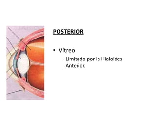 POSTERIOR
• Vítreo
– Limitado por la Hialoides
Anterior.
 