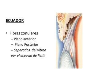 ECUADOR
• Fibras zonulares
– Plano anterior
– Plano Posterior
– Separados del vítreo
por el espacio de Petit.
 