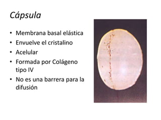 Cápsula
• Membrana basal elástica
• Envuelve el cristalino
• Acelular
• Formada por Colágeno
tipo IV
• No es una barrera para la
difusión
 