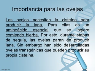 Importancia para las ovejas
Las ovejas necesitan la cisteína para
producir la lana. Para ellas es un
aminoácido esencial que se ingiere
comiendo hierba. Por esto, durante etapas
de sequía, las ovejas paran de producir
lana. Sin embargo han sido desarrolladas
ovejas transgénicas que pueden producir su
propia cisteína.
 