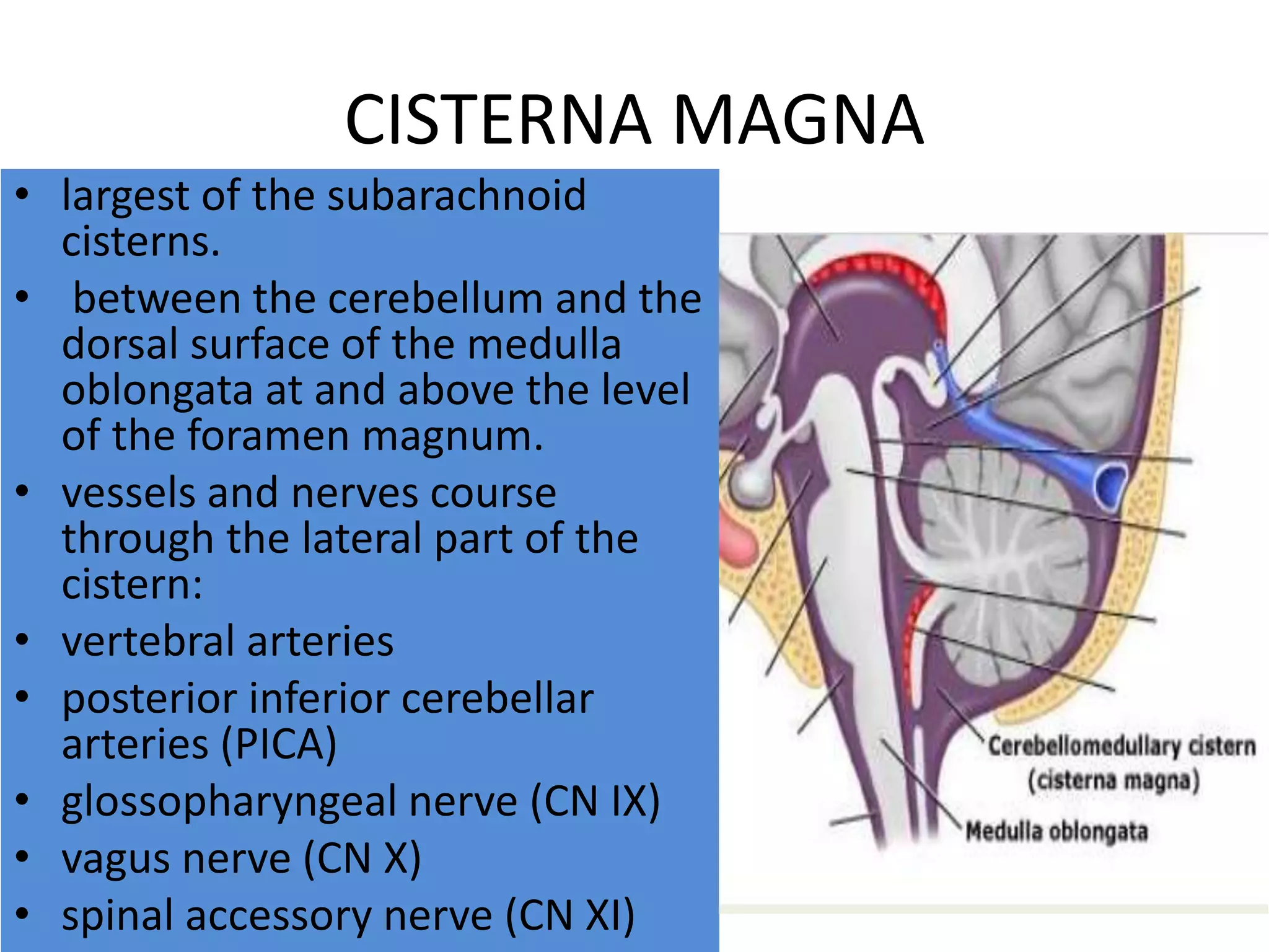 CISTERNA MAGNA
• largest of the subarachnoid
cisterns.
• between the cerebellum and the
dorsal surface of the medulla
oblongata at and above the level
of the foramen magnum.
• vessels and nerves course
through the lateral part of the
cistern:
• vertebral arteries
• posterior inferior cerebellar
arteries (PICA)
• glossopharyngeal nerve (CN IX)
• vagus nerve (CN X)
• spinal accessory nerve (CN XI)
 