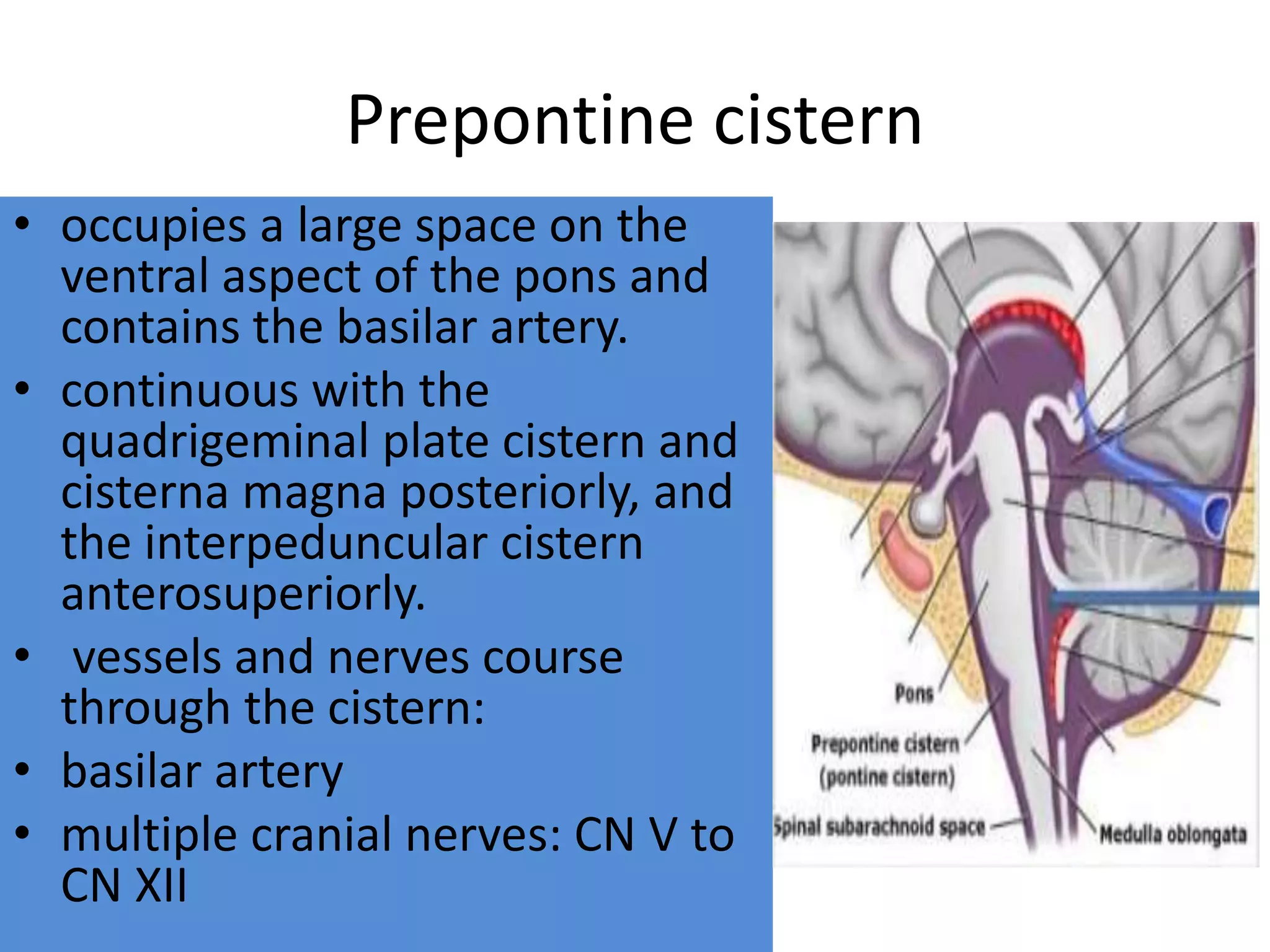 Prepontine cistern
• occupies a large space on the
ventral aspect of the pons and
contains the basilar artery.
• continuous with the
quadrigeminal plate cistern and
cisterna magna posteriorly, and
the interpeduncular cistern
anterosuperiorly.
• vessels and nerves course
through the cistern:
• basilar artery
• multiple cranial nerves: CN V to
CN XII
 