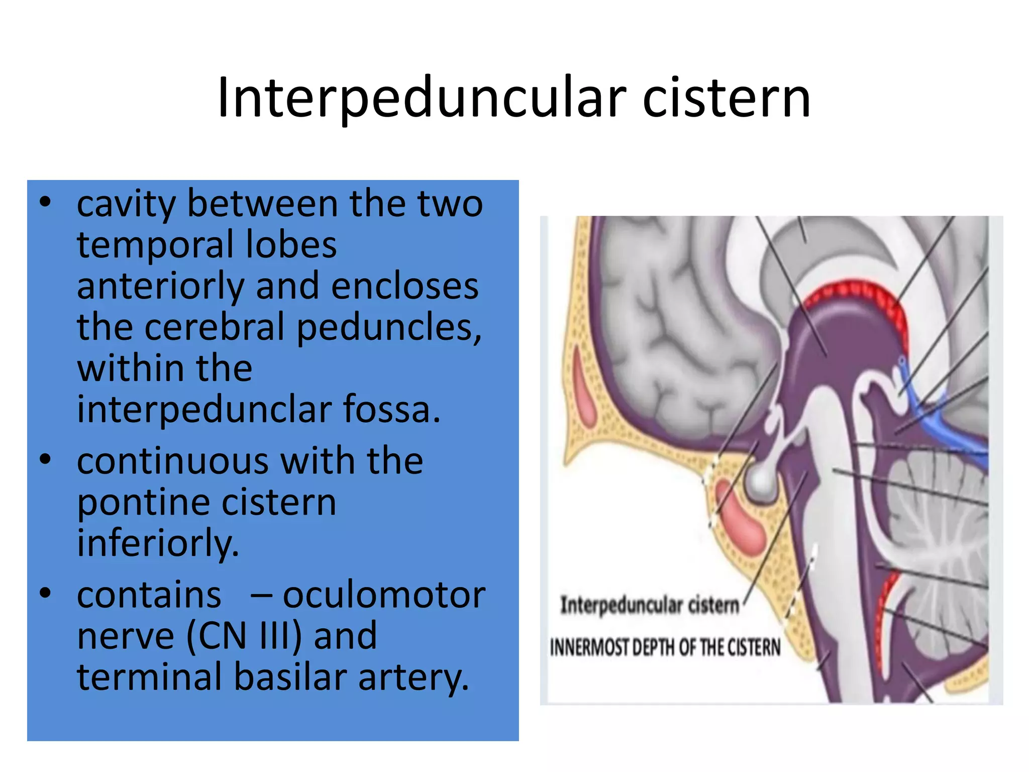 Interpeduncular cistern
• cavity between the two
temporal lobes
anteriorly and encloses
the cerebral peduncles,
within the
interpedunclar fossa.
• continuous with the
pontine cistern
inferiorly.
• contains – oculomotor
nerve (CN III) and
terminal basilar artery.
 