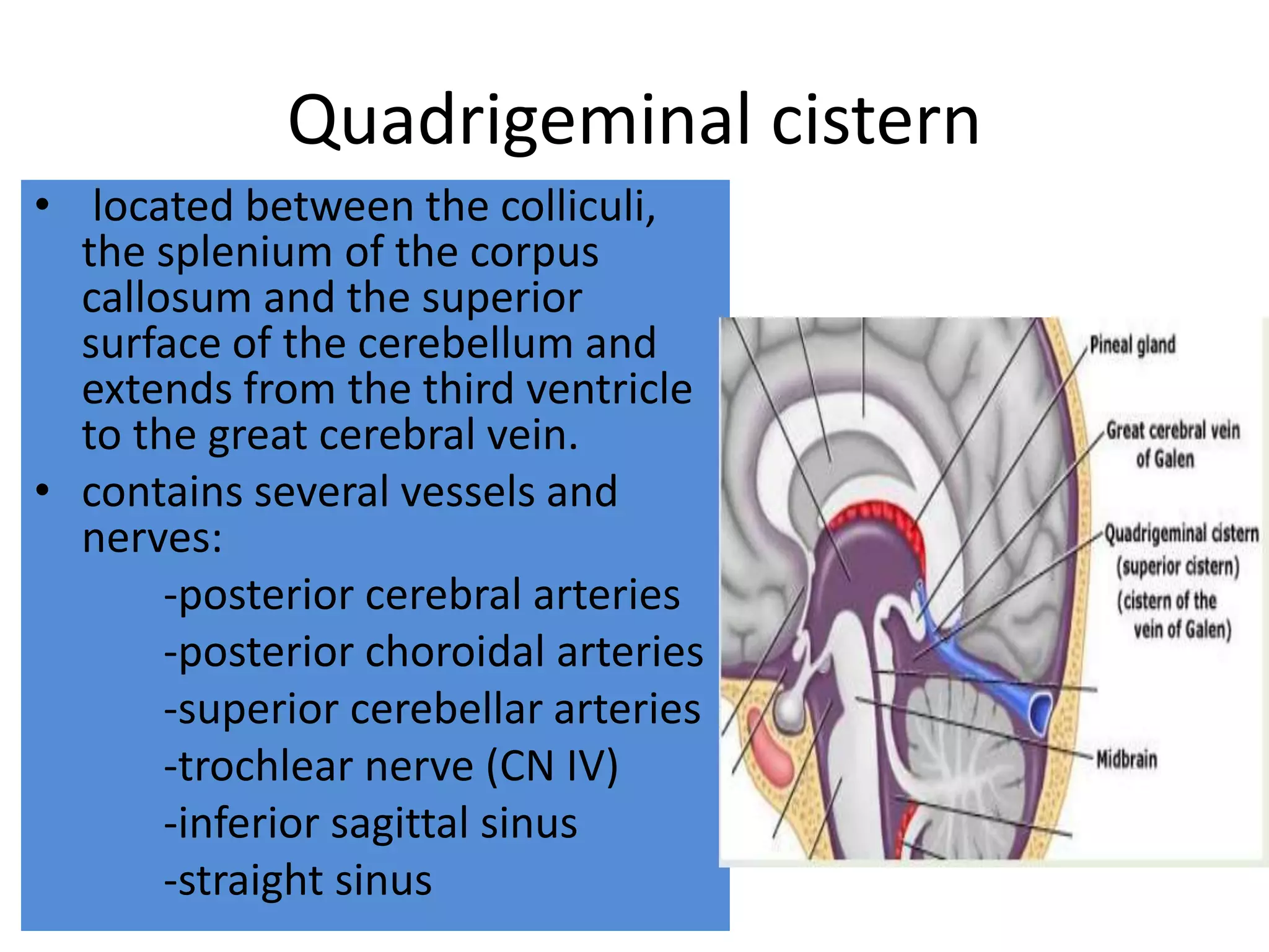 Quadrigeminal cistern
• located between the colliculi,
the splenium of the corpus
callosum and the superior
surface of the cerebellum and
extends from the third ventricle
to the great cerebral vein.
• contains several vessels and
nerves:
-posterior cerebral arteries
-posterior choroidal arteries
-superior cerebellar arteries
-trochlear nerve (CN IV)
-inferior sagittal sinus
-straight sinus
 
