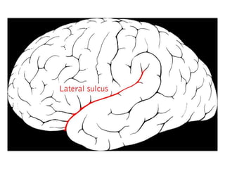 Cisterns 19 4 dr. chandra