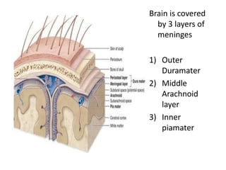 Brain is covered
by 3 layers of
meninges
1) Outer
Duramater
2) Middle
Arachnoid
layer
3) Inner
piamater