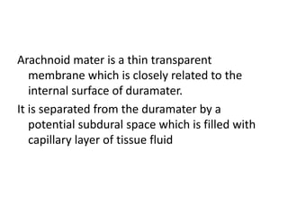 Arachnoid mater is a thin transparent
membrane which is closely related to the
internal surface of duramater.
It is separated from the duramater by a
potential subdural space which is filled with
capillary layer of tissue fluid