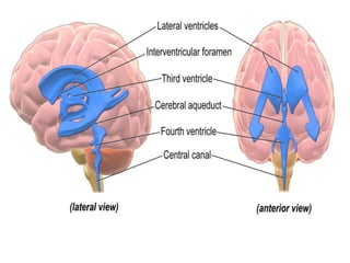 Cisterns 19 4 dr. chandra
