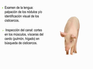  Examen de la lengua:
palpación de los nódulos y/o
identificación visual de los
cisticercos.
 Inspección del canal: cortes
en los músculos, vísceras del
cerdo (pulmón, hígado) en
búsqueda de cisticercos.
 