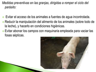 Medidas preventivas en las granjas, dirigidas a romper el ciclo del
parásito:
 Evitar el acceso de los animales a fuentes de agua incontrolada.
 Reducir la manipulación del alimento de los animales (sobre todo de
la leche), y hacerlo en condiciones higiénicas.
 Evitar abonar los campos con maquinaria empleada para vaciar las
fosas sépticas.
 