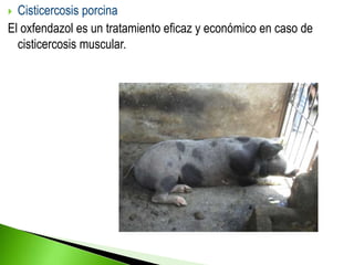  Cisticercosis porcina
El oxfendazol es un tratamiento eficaz y económico en caso de
cisticercosis muscular.
 