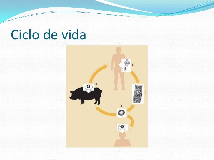 Las tres como perder peso de manera saludable ejercicio como perder peso de manera saludable