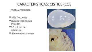 CARACTERISTICAS: CISTICERCOS
FORMA CELULOSA
 Más frecuente
Quistes redondos u
ovalados
0.5 - 2 cm de
diámetro.
 Blanco transparentes
 