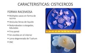 FORMA RACEMOSA
 Múltiples sacos en forma de
racimo
 Vesículas llenas de liquido
 Redondeadas o alargadas,
lobuladas
 Fina pared
 Sin escólex en el interior
 Larva degenerada de T.solium
 SNC
CARACTERISTICAS: CISTICERCOS
 