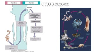 Hombre Hombre
Ingestión
Liberación de la
oncosfera que penetra
en la
pared intestinal
Torrente sanguíneo
Migración de la larva
(músculos, tejido
conectivo, cerebro,
pulmones, ojo)
CALCIFICACIÓN
Huevos embrionados/
proglótides
Huevos
embrionados/
proglótides
CICLO BIOLOGICO
 