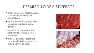 DESARROLLO DE CISTICERCOS
 2 días estructuras parasitarias en
la luz de I.D., Capilares, M.
esqueléticos
 14 días estructuras parasitarias
bien desarrolladas (escólex,
ganchos)
 Ingestión de huevos y la fase
visible en tej. Muscular (4-6
semanas)
 4 meses alcanza el desarrollo
completo (0,4-0,8 cms ancho y
0,8 y 1,12 cms de largo)
 