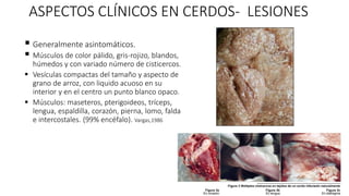 ASPECTOS CLÍNICOS EN CERDOS- LESIONES
 Generalmente asintomáticos.
 Músculos de color pálido, gris-rojizo, blandos,
húmedos y con variado número de cisticercos.
 Vesículas compactas del tamaño y aspecto de
grano de arroz, con liquido acuoso en su
interior y en el centro un punto blanco opaco.
 Músculos: maseteros, pterigoideos, tríceps,
lengua, espaldilla, corazón, pierna, lomo, falda
e intercostales. (99% encéfalo). Vargas,1986
 