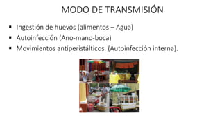 MODO DE TRANSMISIÓN
 Ingestión de huevos (alimentos – Agua)
 Autoinfección (Ano-mano-boca)
 Movimientos antiperistálticos. (Autoinfección interna).
 
