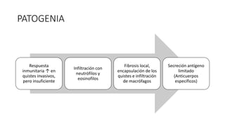 PATOGENIA
Respuesta
inmunitaria ↑ en
quistes invasivos,
pero insuficiente
Infiltración con
neutrófilos y
eosinofilos
Fibrosis local,
encapsulación de los
quistes e infiltración
de macrófagos
Secreción antígeno
limitado
(Anticuerpos
específicos)
 