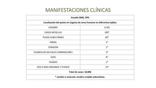 MANIFESTACIONES CLÍNICAS
Estudio OMS, OPS
Localización del quiste en órganos de seres humano en diferentes tejidos
CEREBRO 9,782
CASOS MÚSCULO 100*
TEJIDO SUBCUTÁNEO 90*
RIÑON 2*
CORAZON 1*
GLANDULAS SALIVALES SUBMAXILARES 3*
OJOS 8*
HIGADO 1*
DOS O MAS ORGANOS Y TEJIDOS 13*
Total de casos: 10,000
* cerebro y músculo; cerebro y tejido subcutáneo.
 