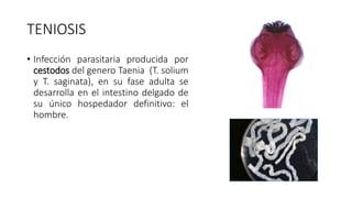TENIOSIS
• Infección parasitaria producida por
cestodos del genero Taenia (T. solium
y T. saginata), en su fase adulta se
desarrolla en el intestino delgado de
su único hospedador definitivo: el
hombre.
 