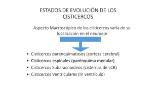 ESTADOS DE EVOLUCIÓN DE LOS
CISTICERCOS
Aspecto Macroscópico de los cisticercos varía de su
localización en el neuroeje
• Cisticercos parenquimatosos (corteza cerebral)
• Cisticercos espinales (parénquima medular)
• Cisticercos Subaracnoideos (cisternas de LCR)
• Cisticercos Ventriculares (IV ventrículo)
 