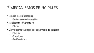 3 MECANISMOS PRINCIPALES
• Presencia del parasito
• Efecto masa u obstrucción
• Respuesta inflamatoria
• Edema
• Como consecuencia del desarrollo de seuelas
• Fibrosis
• Granuloma
• Calcificaciones
 