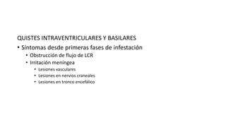 QUISTES INTRAVENTRICULARES Y BASILARES
• Síntomas desde primeras fases de infestación
• Obstrucción de flujo de LCR
• Irritación meníngea
• Lesiones vasculares
• Lesiones en nervios craneales
• Lesiones en tronco encefálico
 