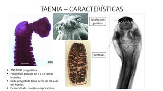 TAENIA – CARACTERÍSTICAS
Ventosas
Escolex con
ganchos
 700-1000 proglotides
 Proglotide grávido de 7 a 12 ramas
laterales
 Cada proglotide tiene cerca de 30 a 40
mil huevos
 Detección de muestras esporádicas
 