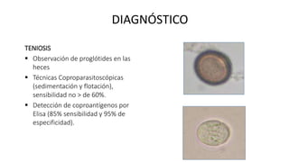 DIAGNÓSTICO
TENIOSIS
 Observación de proglótides en las
heces
 Técnicas Coproparasitoscópicas
(sedimentación y flotación),
sensibilidad no > de 60%.
 Detección de coproantígenos por
Elisa (85% sensibilidad y 95% de
especificidad).
 