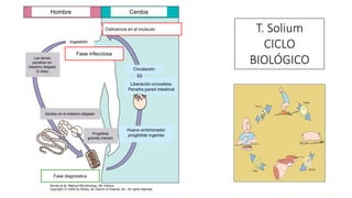 T. Solium
CICLO
BIOLÓGICO
Hombre Cerdos
Fase infecciosa
Cisticercos en el músculo
Ingestión
Las larvas
penetran en
intestino delgado
(2 días)
Adultos en el intestino delgado
Proglótide
grávida (heces)
Huevo embrionado/
proglótide ingerida
Liberación oncosfera.
Penetra pared intestinal
Circulación
Fase diagnóstica
 