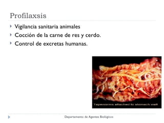 Cisticercosis parasitosis intestinal