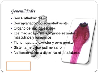 Cisticercosis parasitosis intestinal