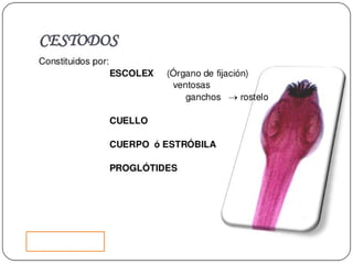 Cisticercosis parasitosis intestinal