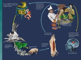 Cisticercosis parasitosis intestinal