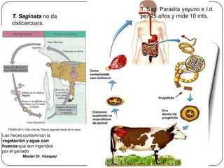 Cisticercosis parasitosis intestinal