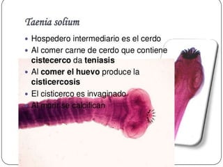 Cisticercosis parasitosis intestinal