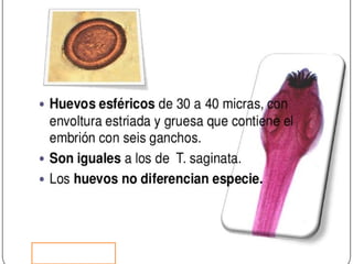 Cisticercosis parasitosis intestinal